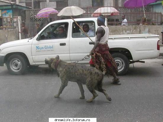 funny stuff the african cocker