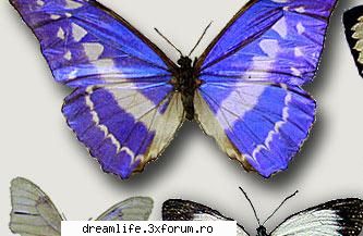 fluturi blue butterfly Fly