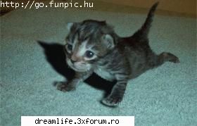 Funny stuff - Ornela - Stuff