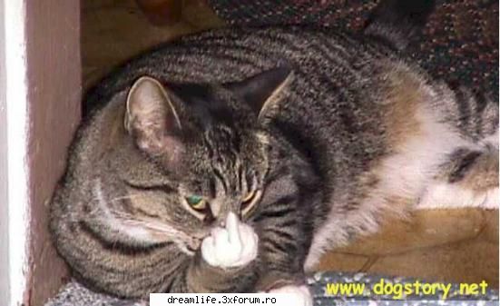 Funny stuff - Ornela - Stuff