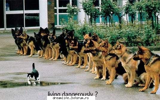 Funny stuff - Ornela - Stuff